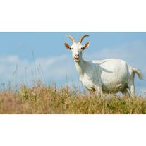 Мелкий рогатый скот - Козы