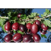 Крыжовник "Черносливовый"