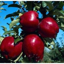 Яблоки сорта Редчиф