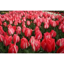 Тюльпаны Том Пус (Tom Pouce)