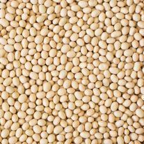 Семена сои ВНИИМК, сорт Любава