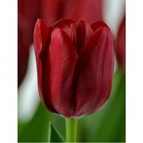 ILE DE FRANCE/Иль Де Франс