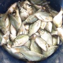 Карп, рыбопосадочный материал