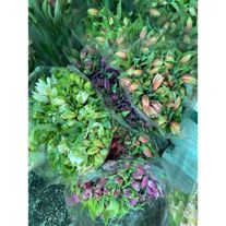 Альстромерия