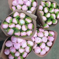 Пионы розовые