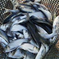 Толстолобик, рыбопосадочный материал