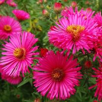 Астра новоанглийская, Alma Potschke.