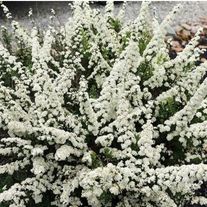 Спирея ниппонская, Сноумаунд (3лет)