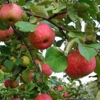 Яблоня, Уэлси (ЗКС 2лет) V15л