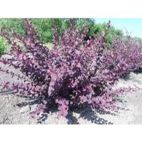 Барбарис оттавский