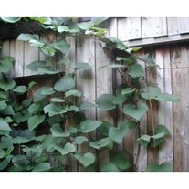 Виноград крупнолистный