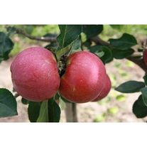 Яблоки, сорт "Лобо"