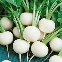 Редька "Дайкон Саша"