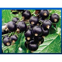 Смородина чёрная