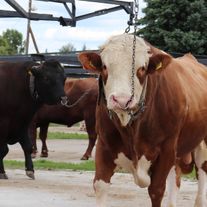 Семя быков-производителей для ИО