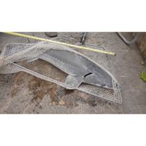 Осётр живой