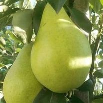 Груша "Виктория"