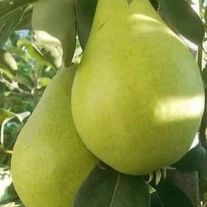 Груша "Вильямс летний"