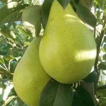 Груша "Виктория"