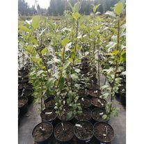 Яблоня "Марат Бусурин" 2-х летка