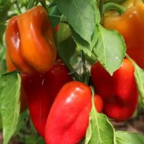 Перец болгарский сладкий