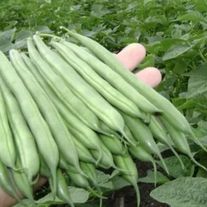 Фасоль стручковая