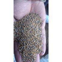 Семена горчицы, сорт "Рапсодия"