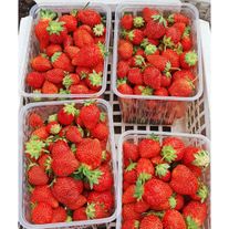 Земляника садовая "Корона" (клубника)