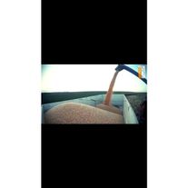 Семена сафлора