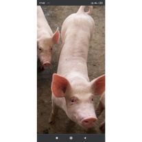 Поросята породы "Ландрассы"