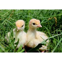 Индюшата "Виктория"