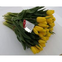 Тюльпаны "Стронг Голд" (Strong Gold)