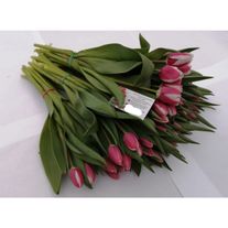 Тюльпаны "Кроссовер" (Crossover)