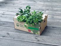 Набор ультра свежей зелени "ПинаСалата-10"  