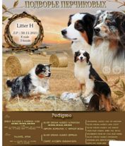 Пастушьи щенки породы австралийская овчарка