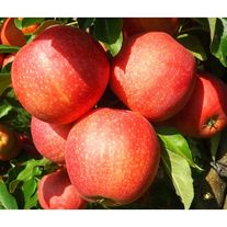 Яблоки "Гала"