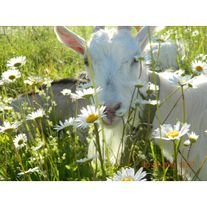 Молоко козье