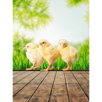 Вывод кур несушек на заказ