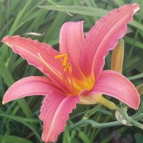 Лилейник гибридный Pink С1 (1 литр)