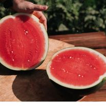 Арбуз красный бессемянный