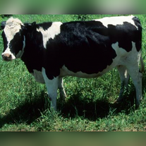 Бычки Голштинской породы