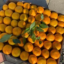 Мандарины абхазские