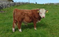 КРС (коровы)