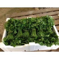 Петрушка (зелень) свежая