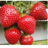 Клубника сорта Клери