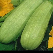 Кабачок Диамант F1