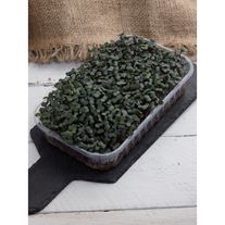 Микрозелень капусты краснокочанной