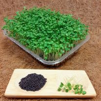 Микрозелень китайской капусты "Пак Чой"