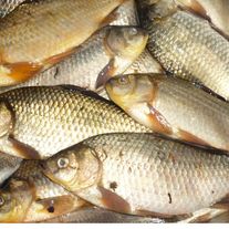 Рыба (Карась)