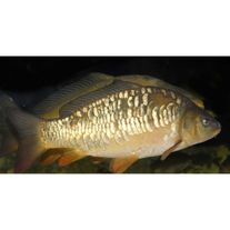 Карп зеркальный